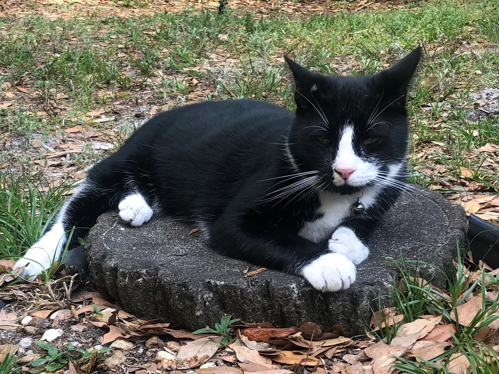 Lost cat in Tampa, FL, 33617