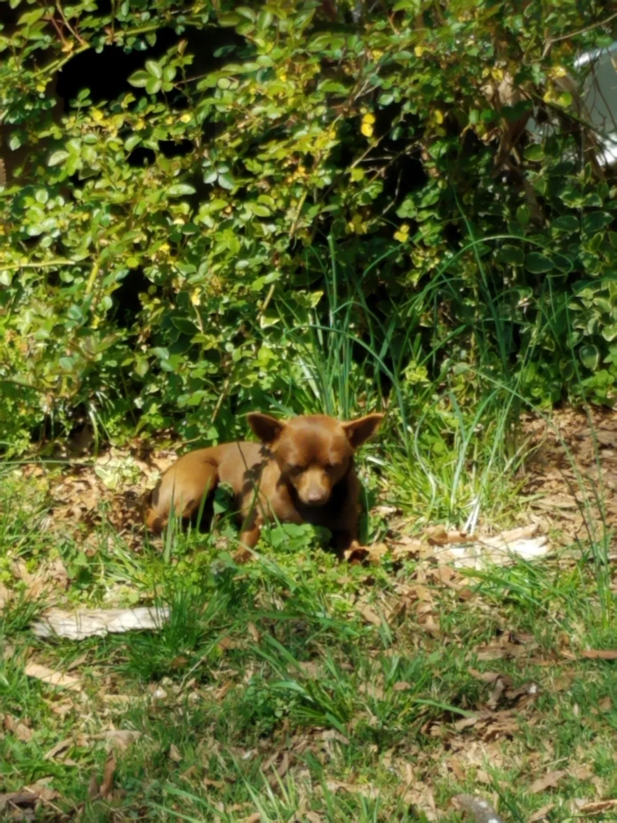 Lost dog in Mooresville, NC, 28115