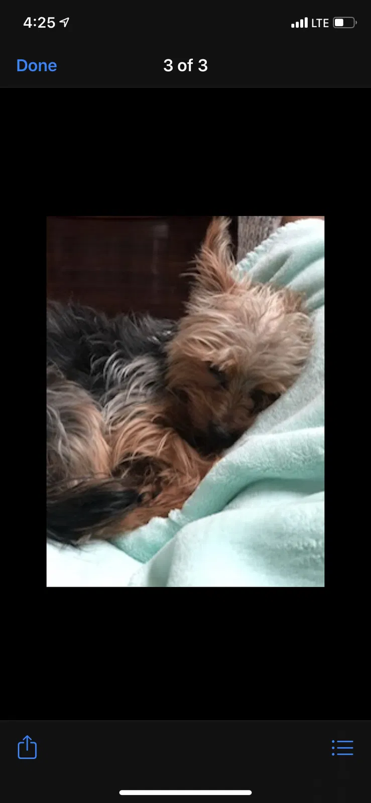Lost dog in Houston, TX, 77051