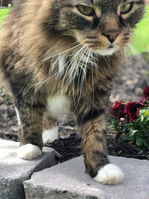 Lost cat in Mooresville, NC, 28115