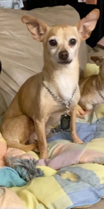 Lost dog in Mather, CA, 95655