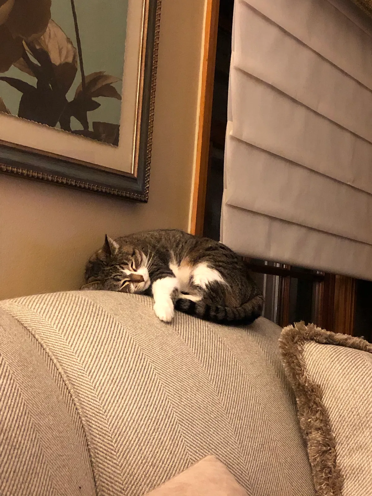 Lost cat in Royal Oak, MI, 48067