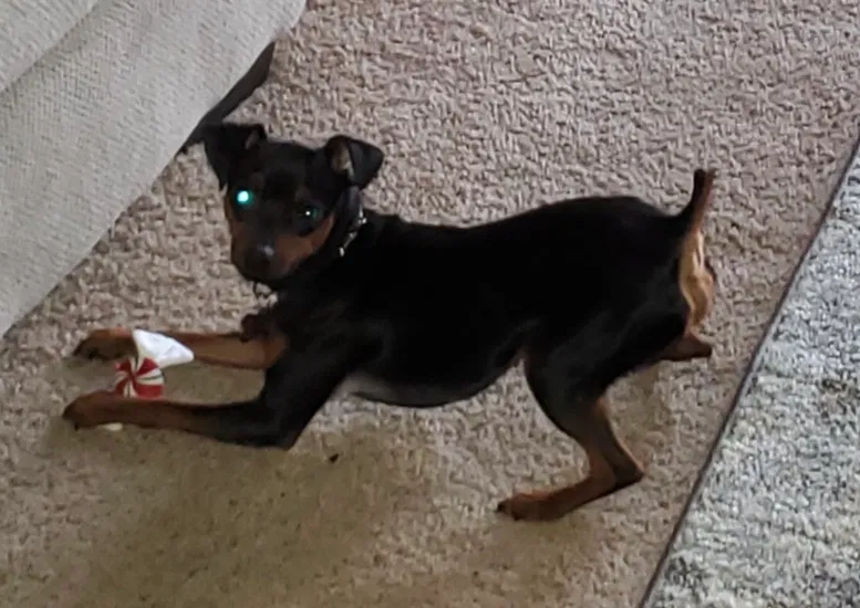 Lost dog in Waukesha, WI, 53186