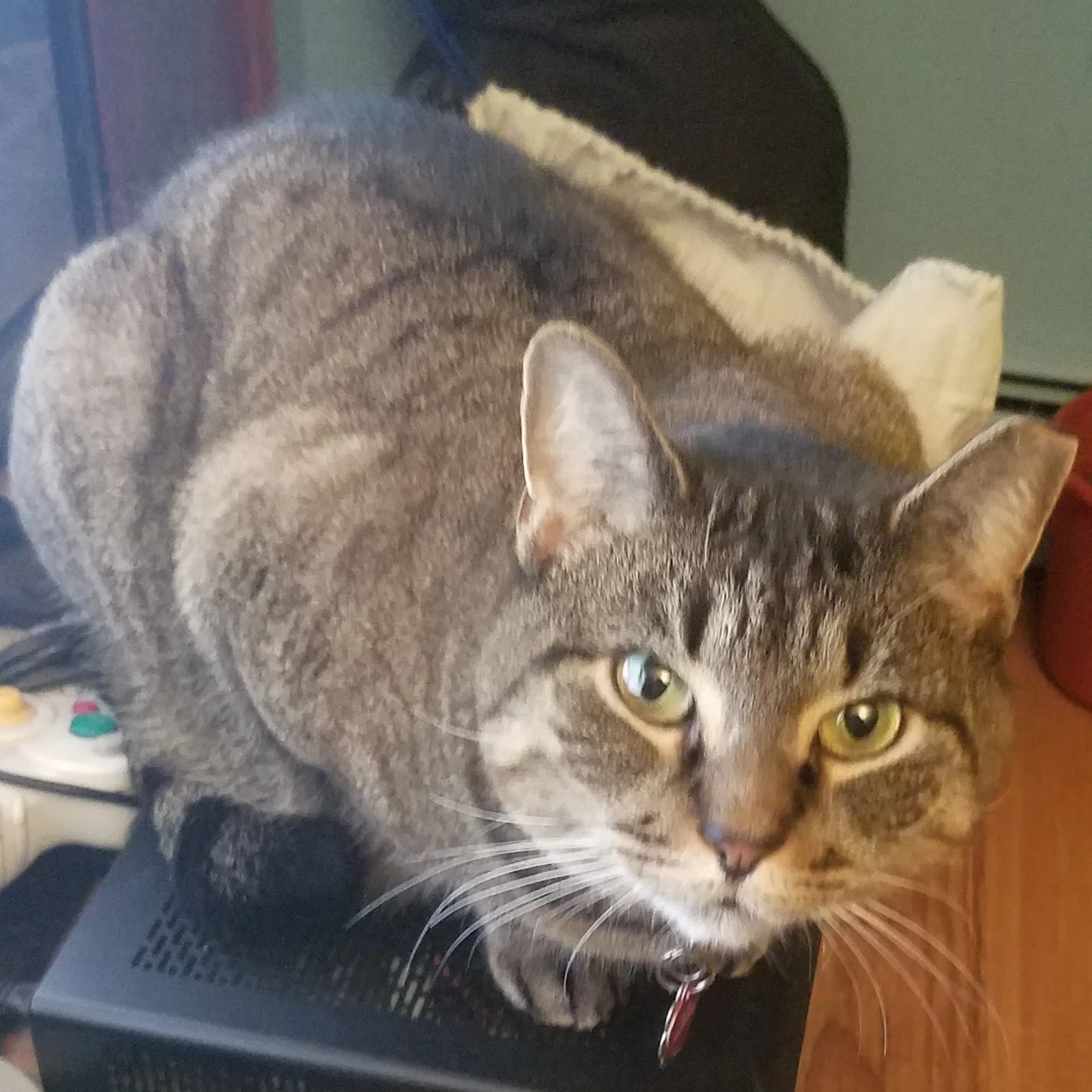 Lost cat in Wappingers Falls, NY, 12590