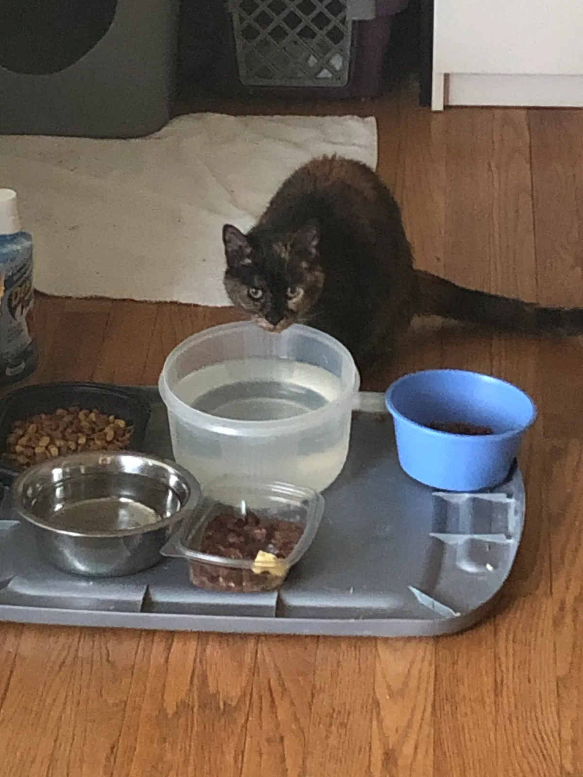 Lost cat in Lutherville Timonium, MD, 21093