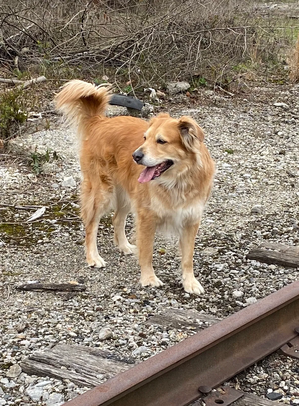 Lost dog in Covington, KY, 41016