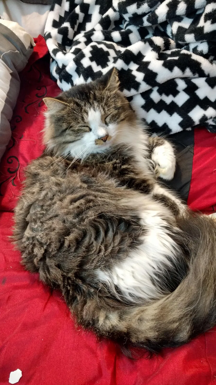 Lost cat in Howard, SD, 57349