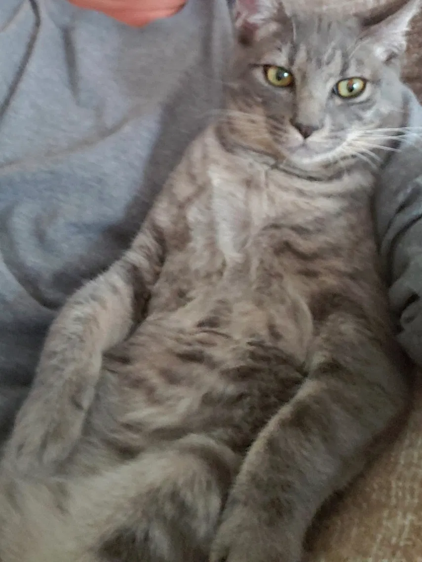 Lost cat in Lafayette, LA, 70508