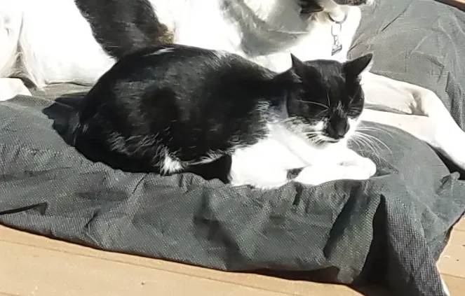 Lost cat in Grand Rapids, MI, 49544