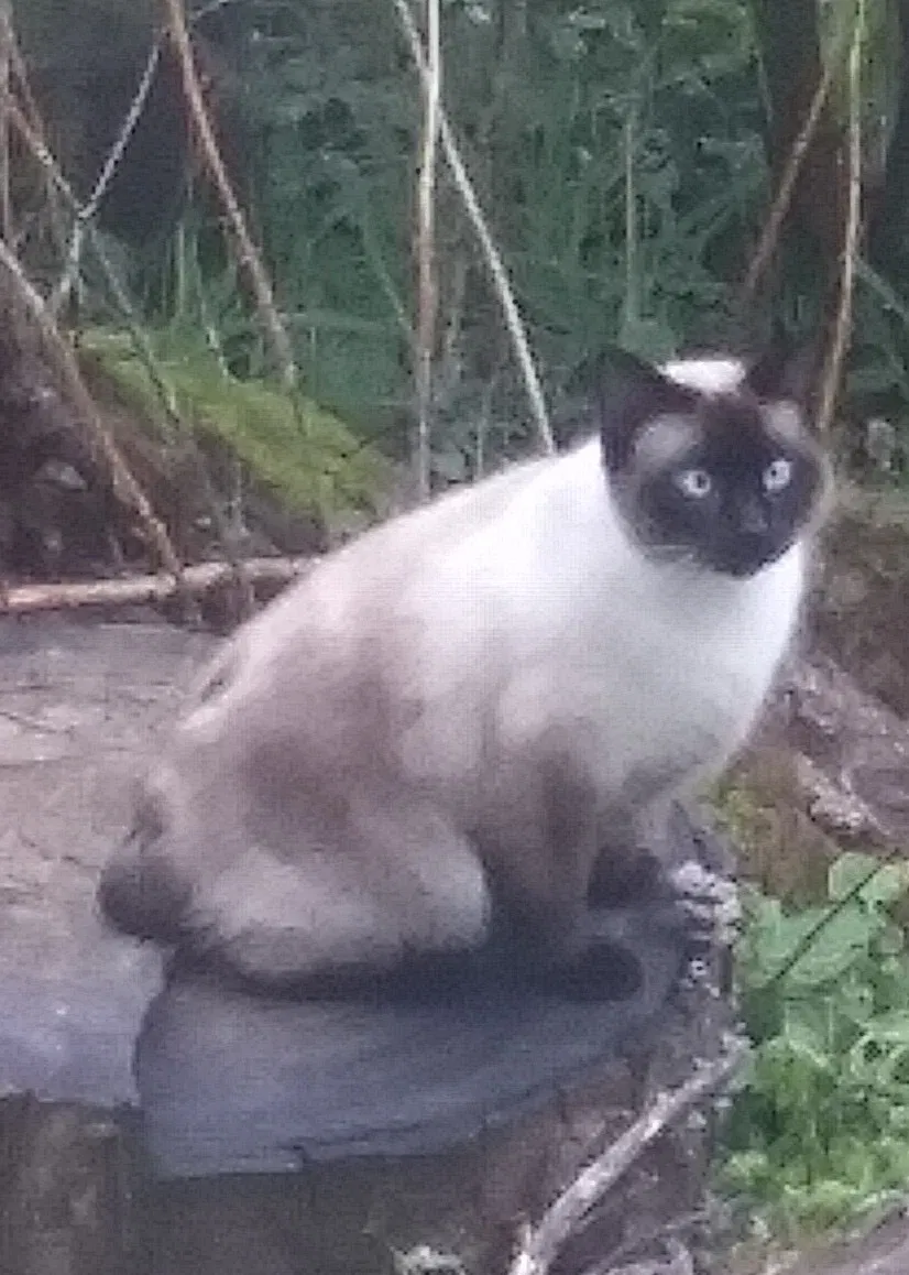 Lost cat in Cornelius, OR, 97113
