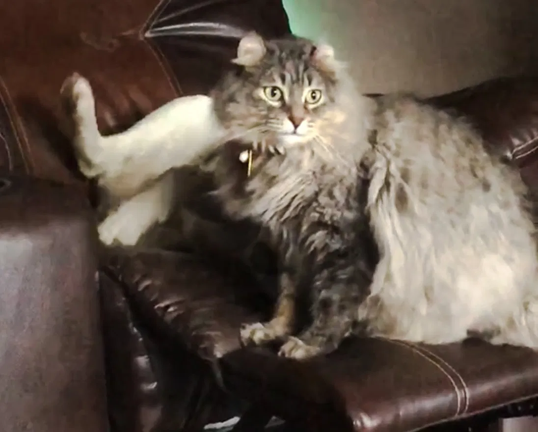 Lost cat in Sevierville, TN, 37862