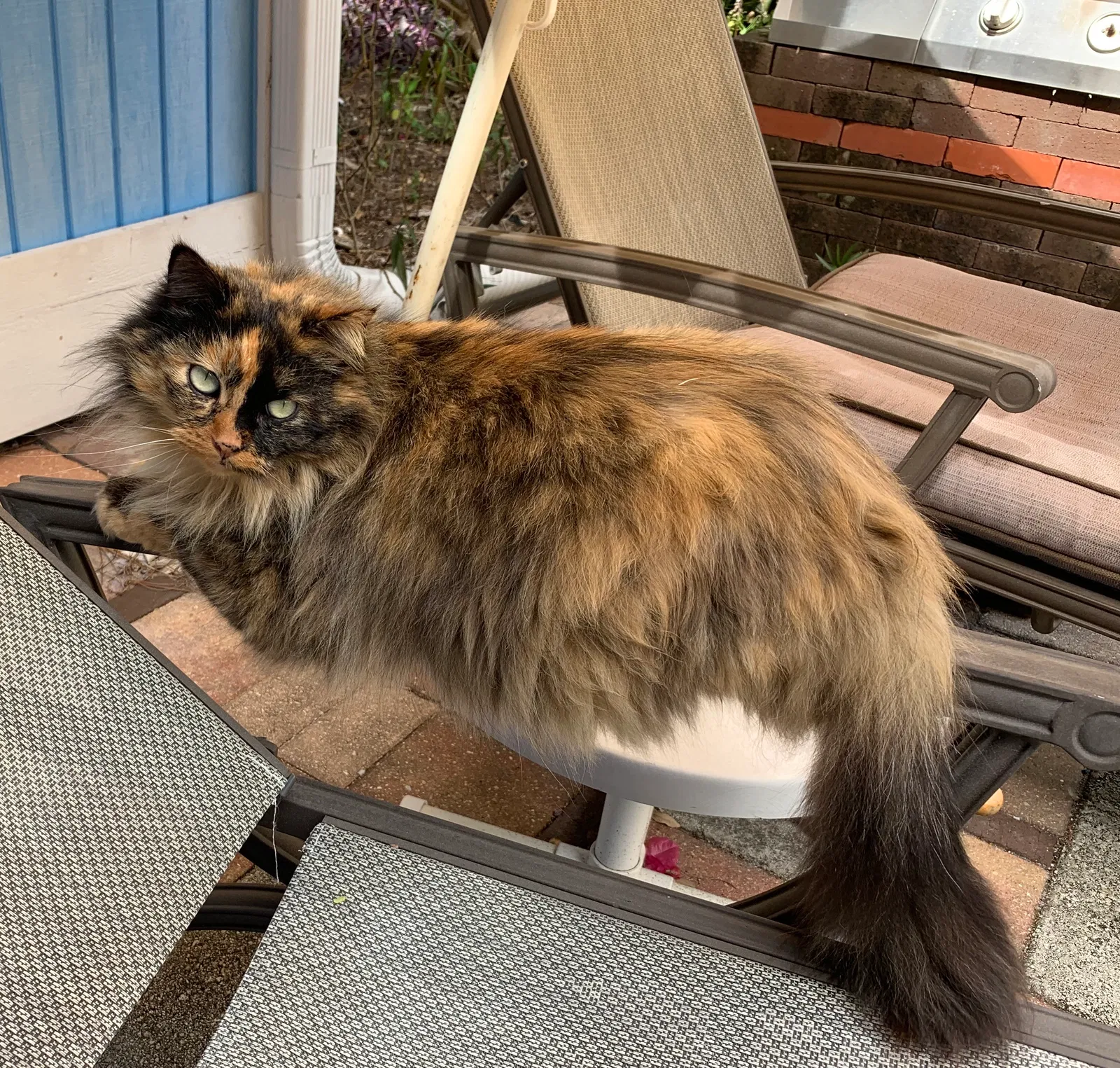 Lost cat in Nokomis, FL, 34275