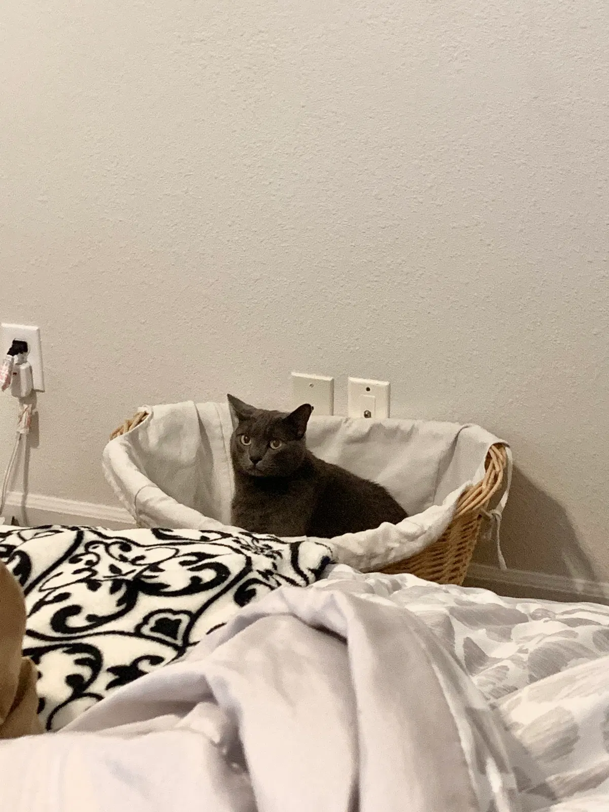 Lost cat in Colorado Springs, CO, 80909