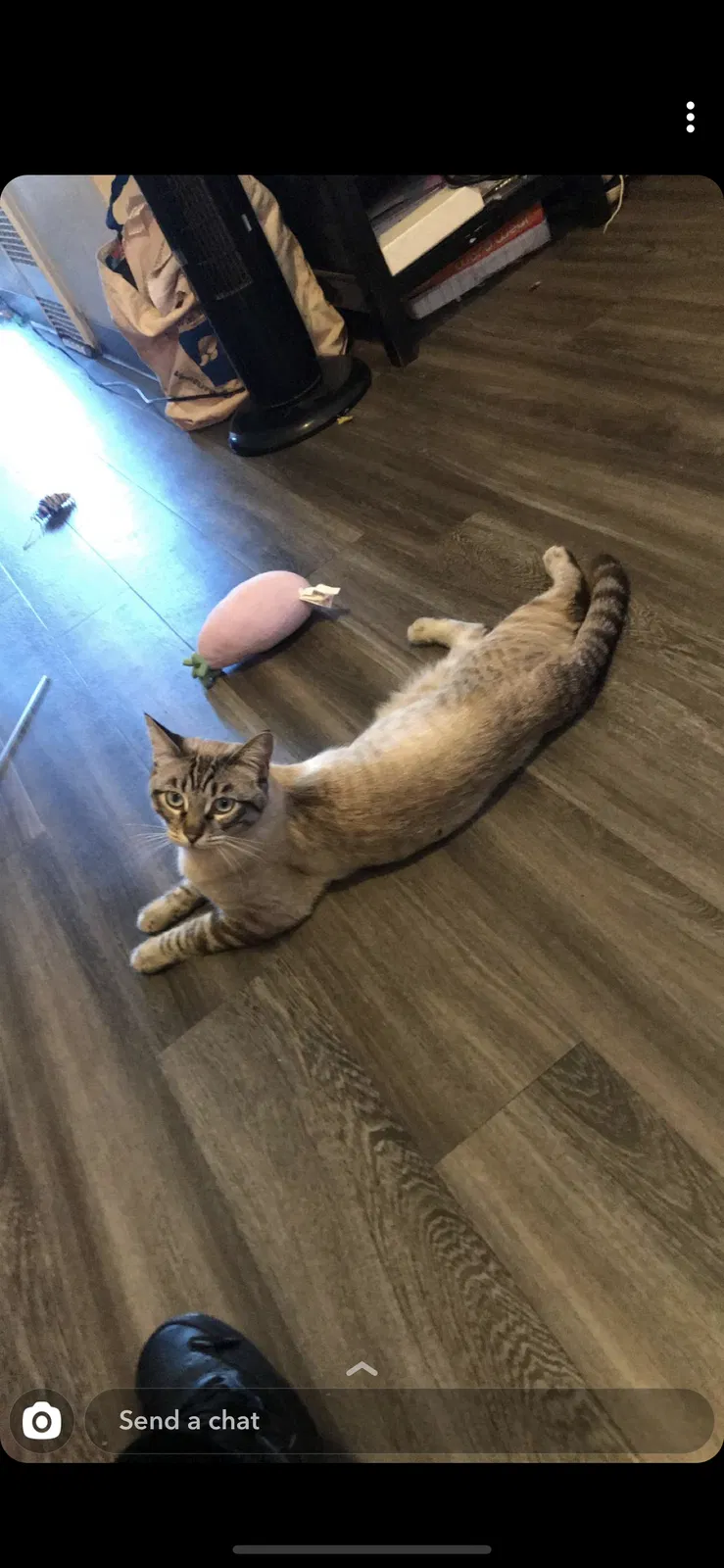 Lost cat in Oxnard, CA, 93030