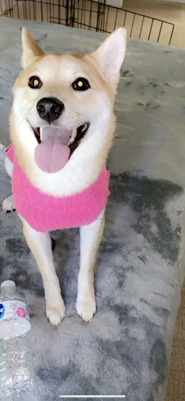 Lost dog in Beacon Falls, CT, 6403