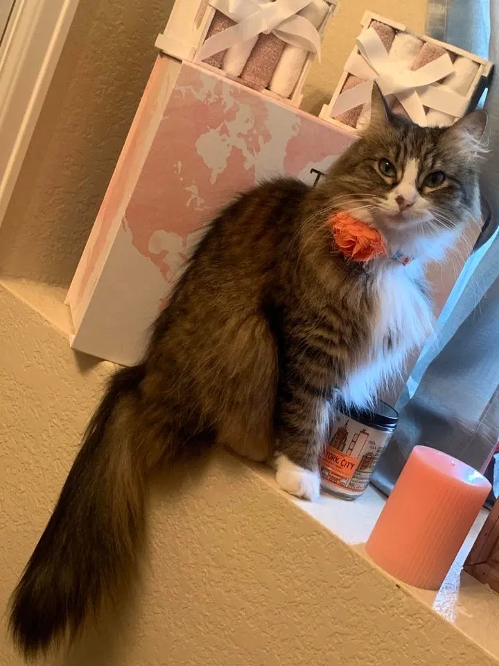 Lost cat in Colorado Springs, CO, 80925
