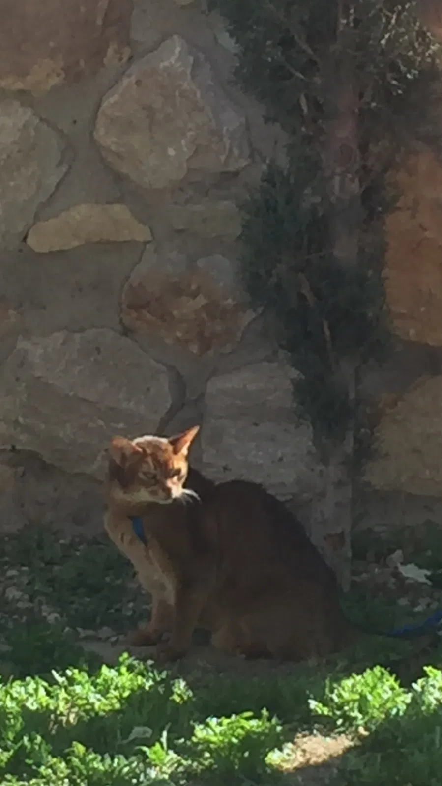 Lost cat in El Paso, TX, 79924
