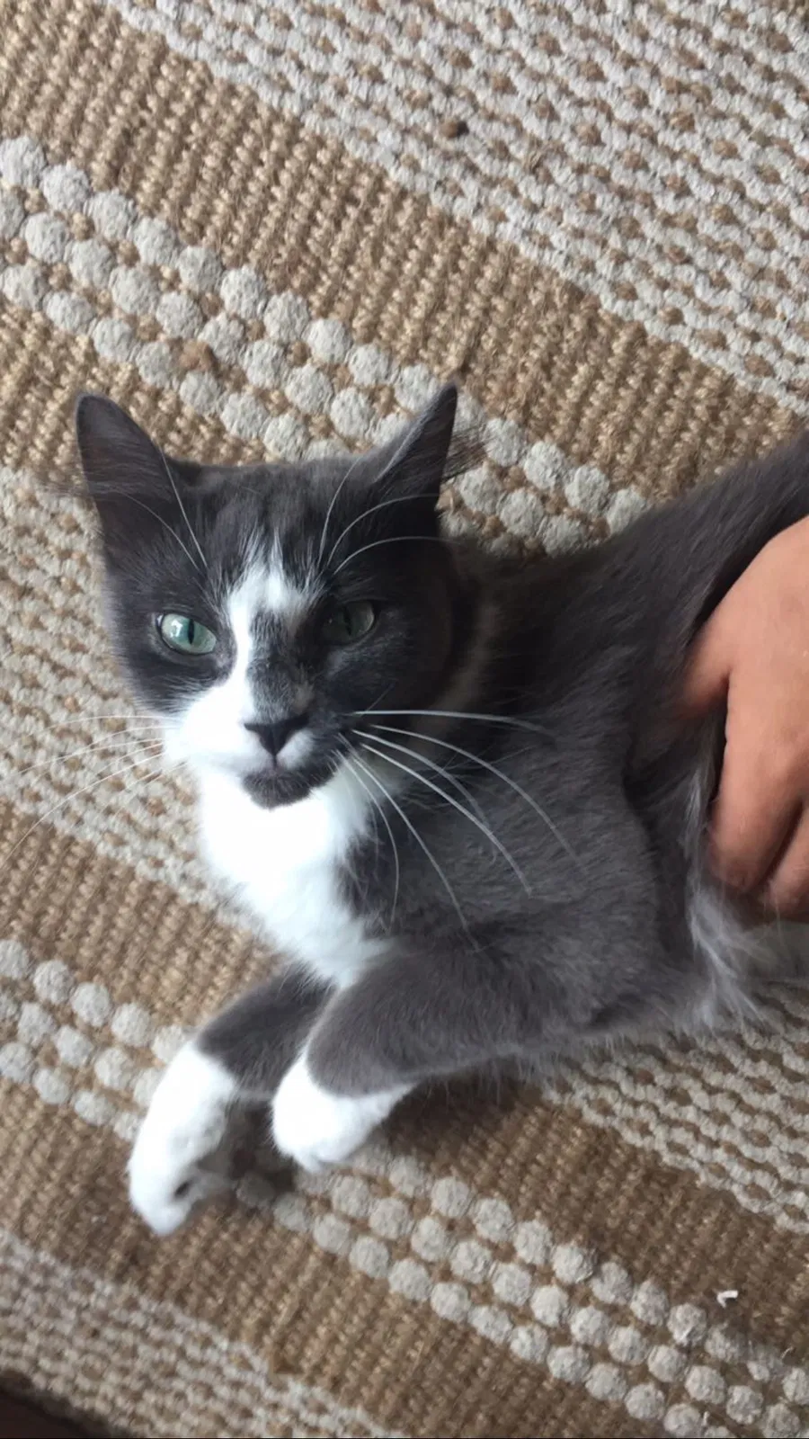 Lost cat in Benton, AR, 72019