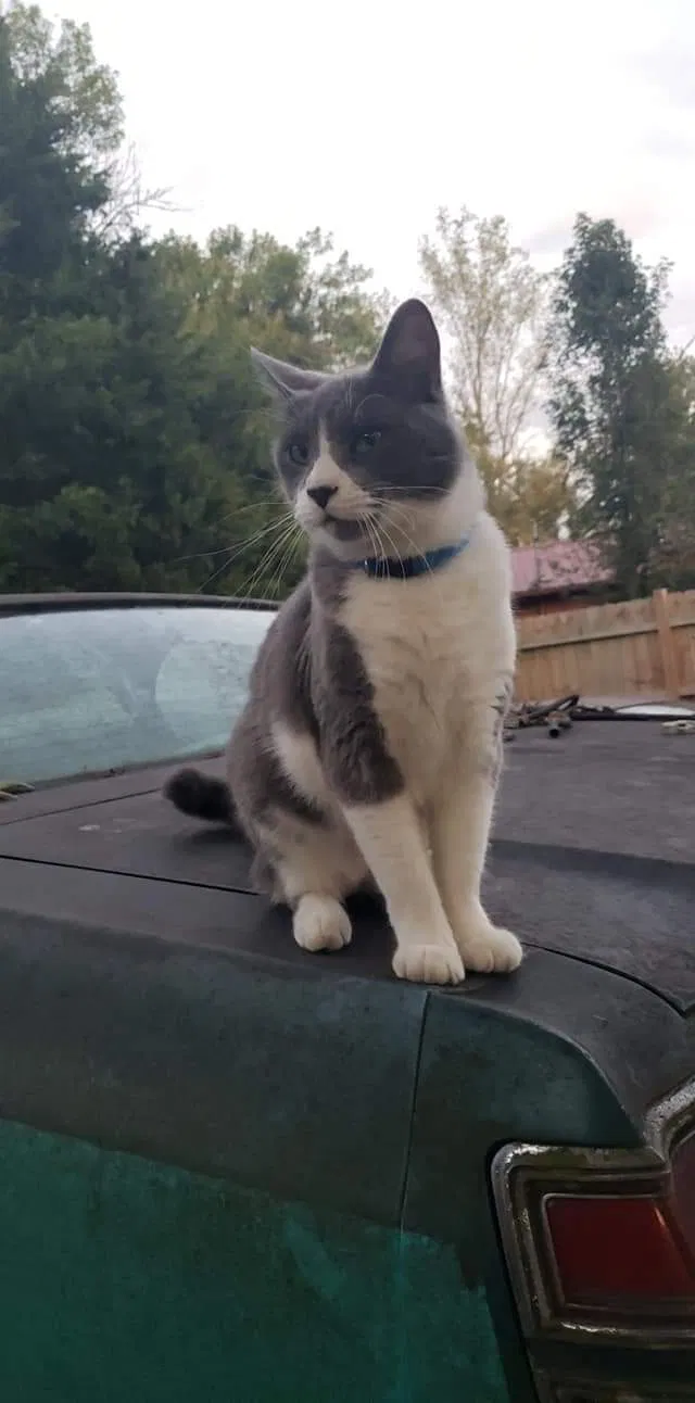 Lost cat in Pigeon Forge, TN, 37863