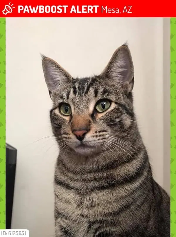 Lost cat in Mesa, AZ, 85210