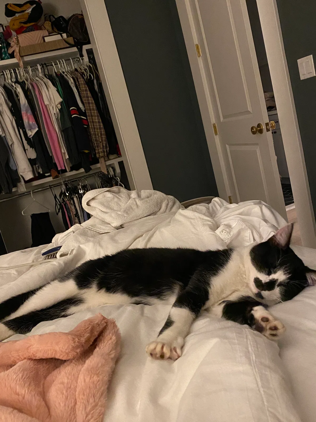 Lost cat in Pacific Palisades, CA, 90272