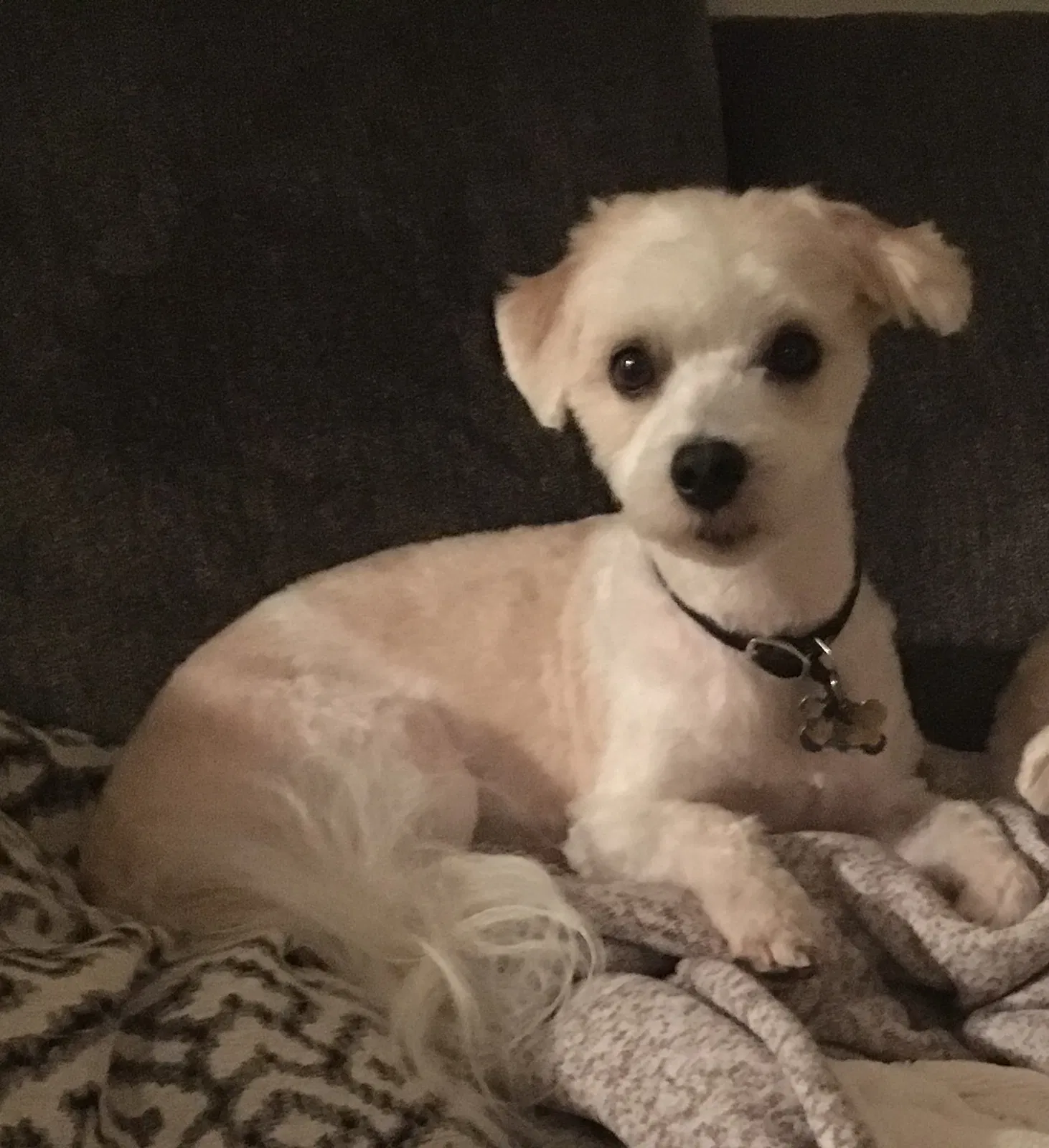 Lost dog in Redmond, WA, 98053