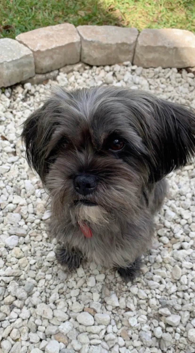 Lost dog in Orlando, FL, 32828