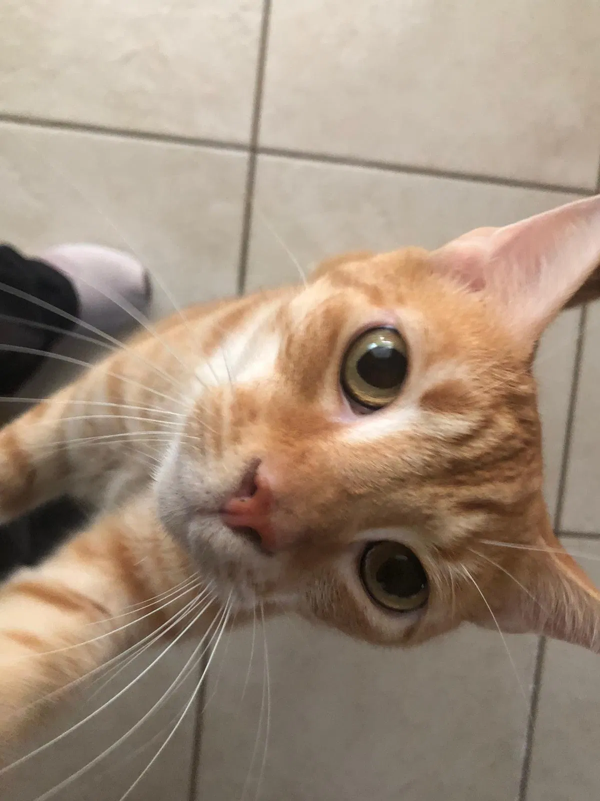 Lost cat in Homestead, FL, 33032