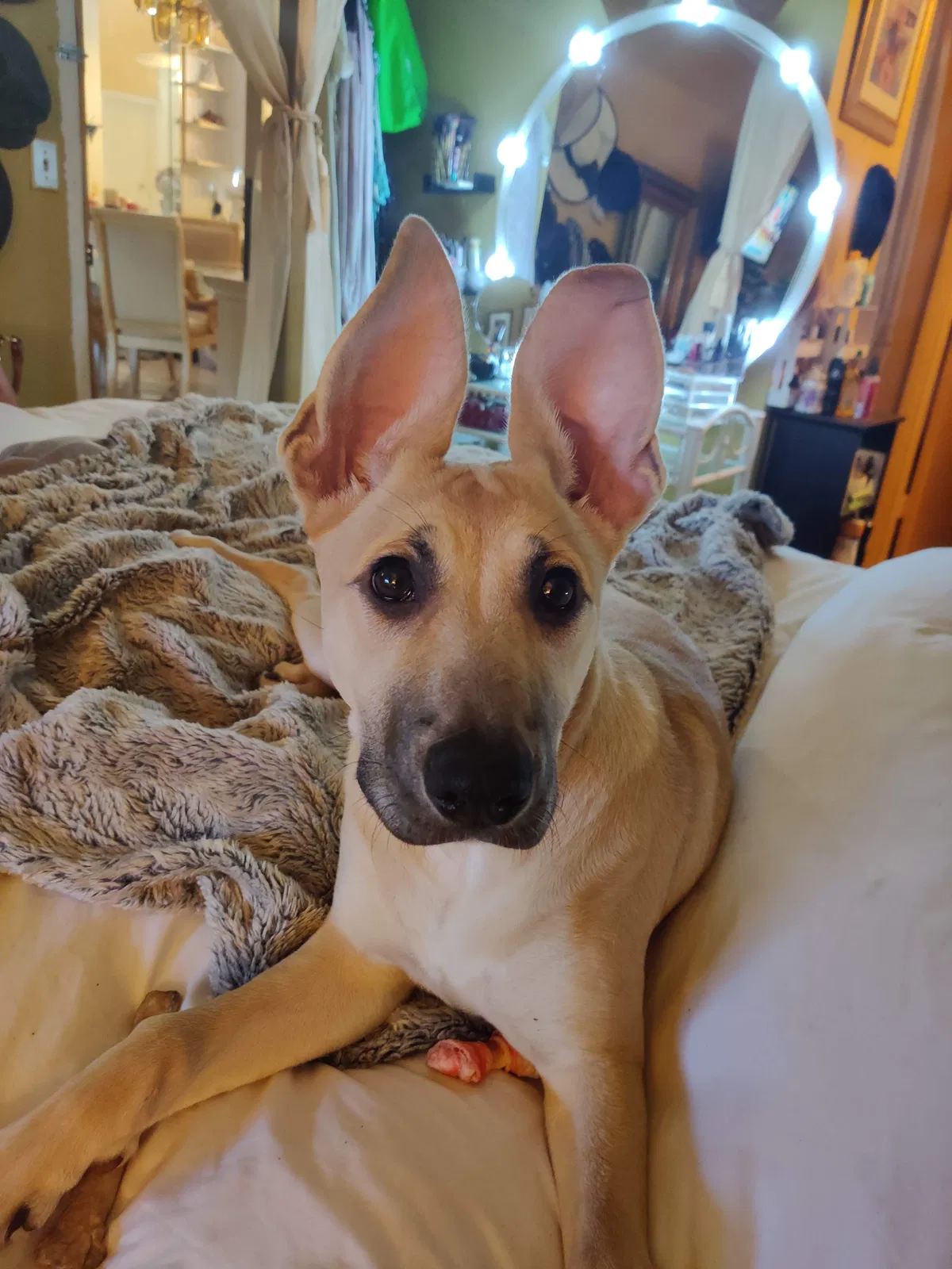 Lost dog in Hollywood, FL, 33023