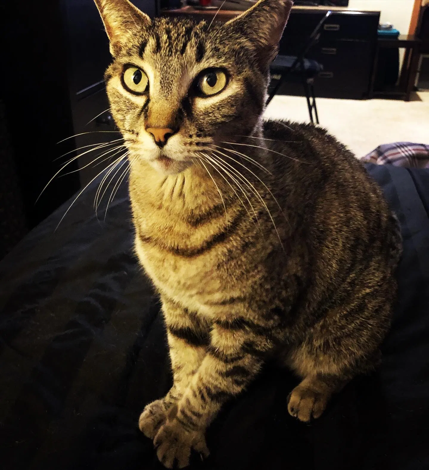 Lost cat in Spring Valley, CA, 91977