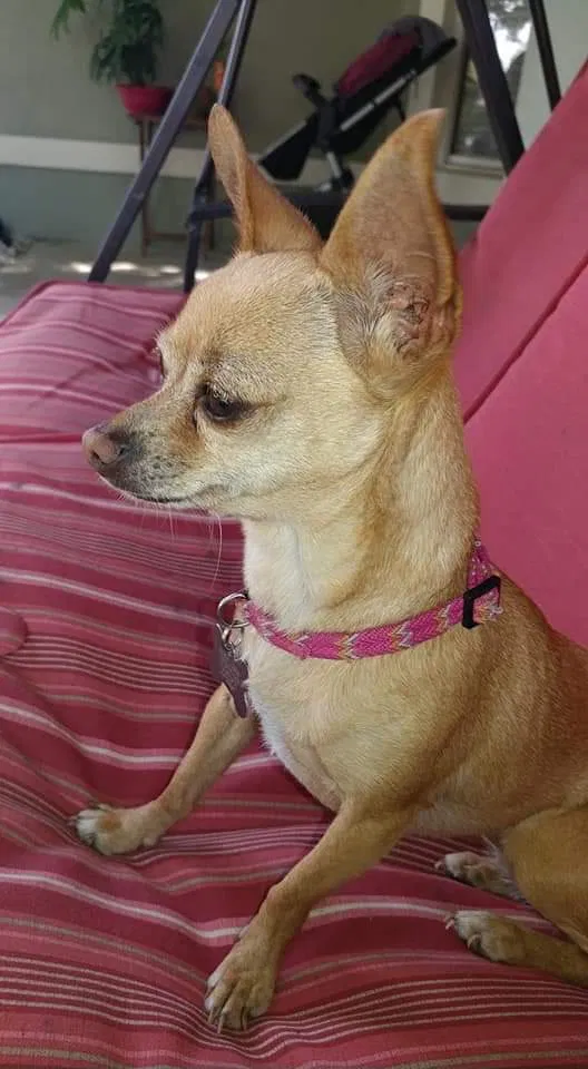 Lost dog in Clermont, FL, 34711