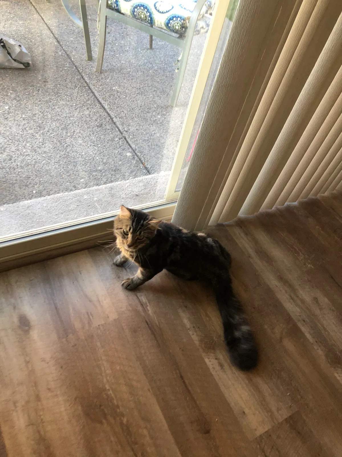 Lost cat in La Center, WA, 98629