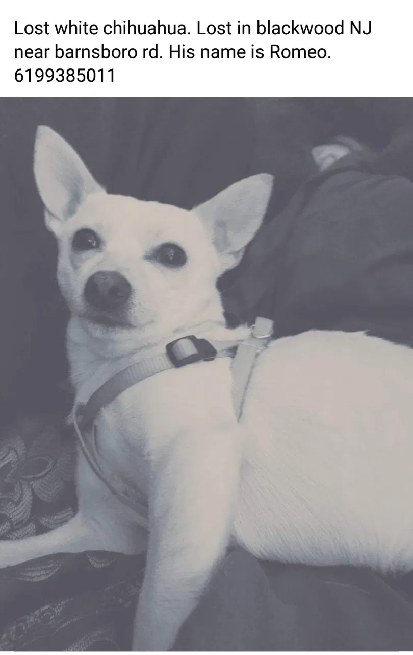 Lost dog in Blackwood, NJ, 8012