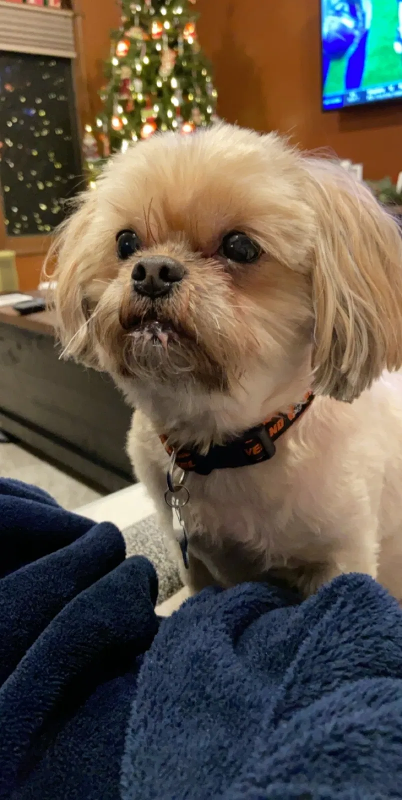 Lost dog in Cleveland, OH, 44135