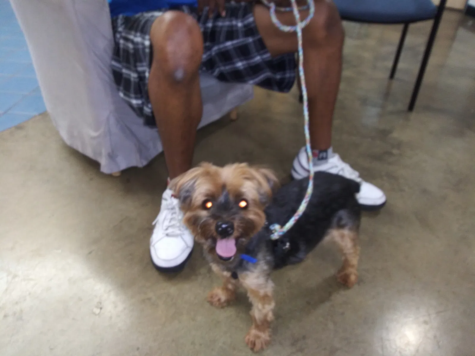 Lost dog in Sacramento, CA, 95823