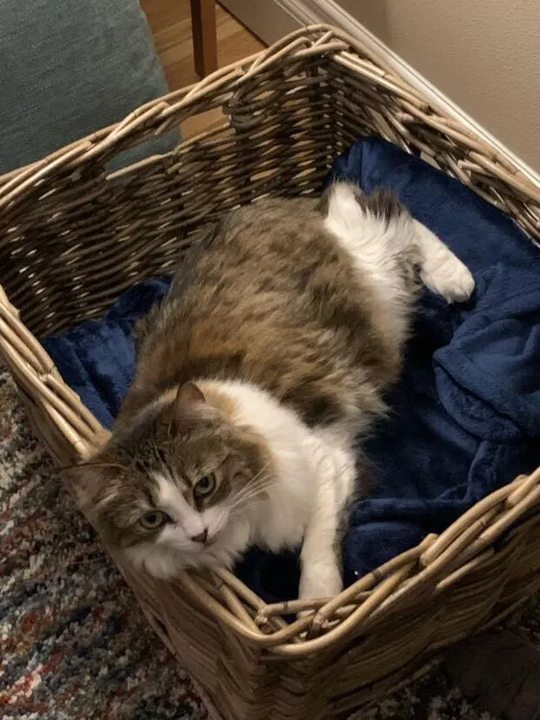 Lost cat in Portland, OR, 97203