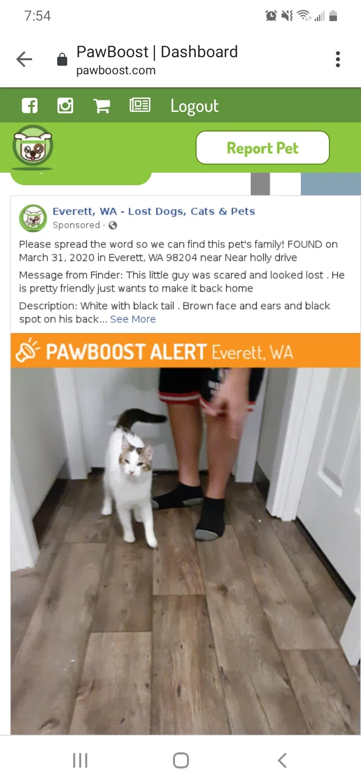Found cat in Everett, WA, 98204