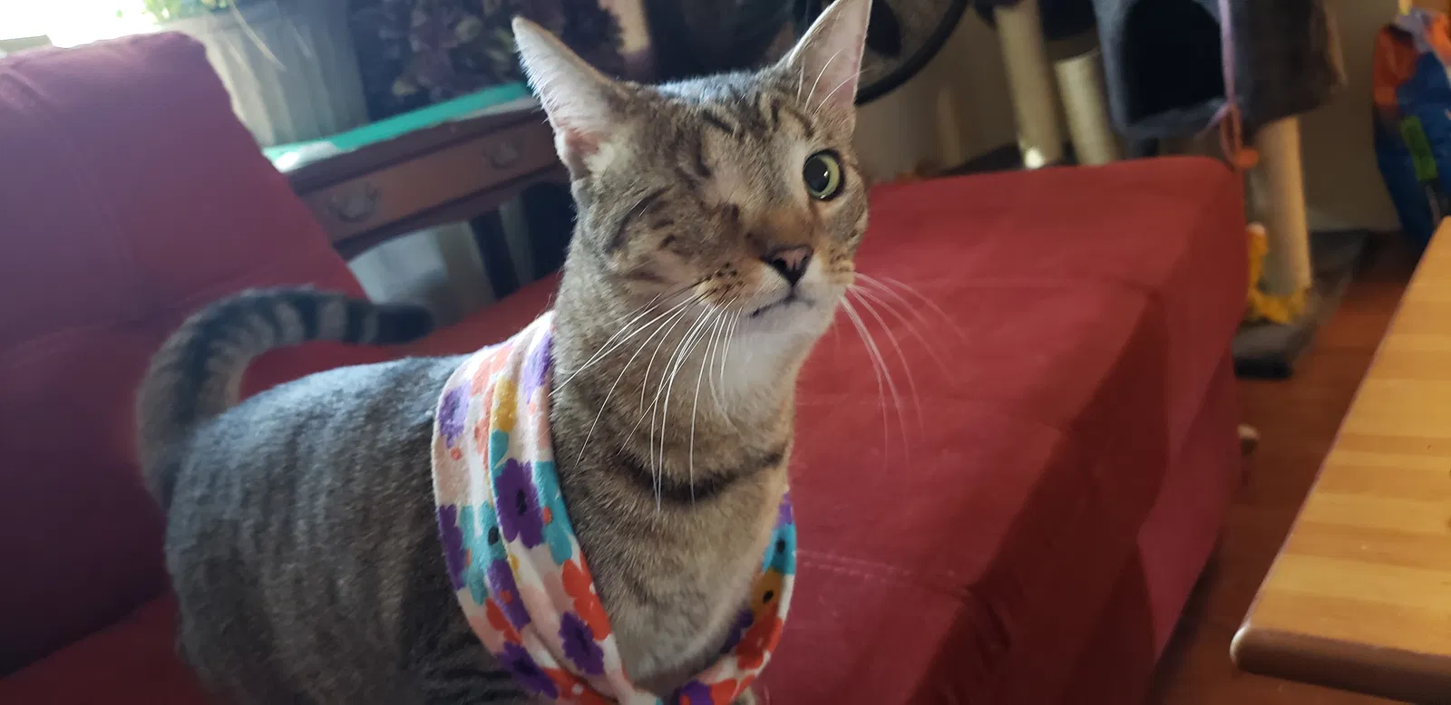 Lost cat in Montgomery Village, MD, 20886