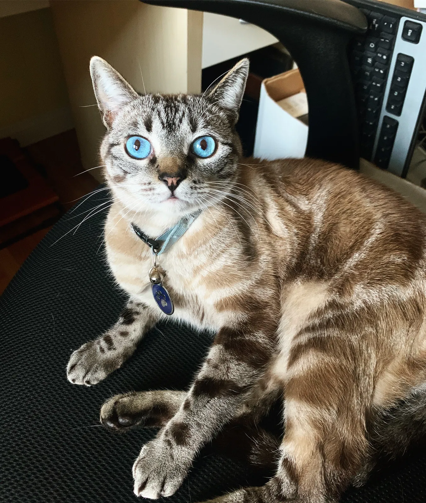 Lost cat in San Diego, CA, 92131