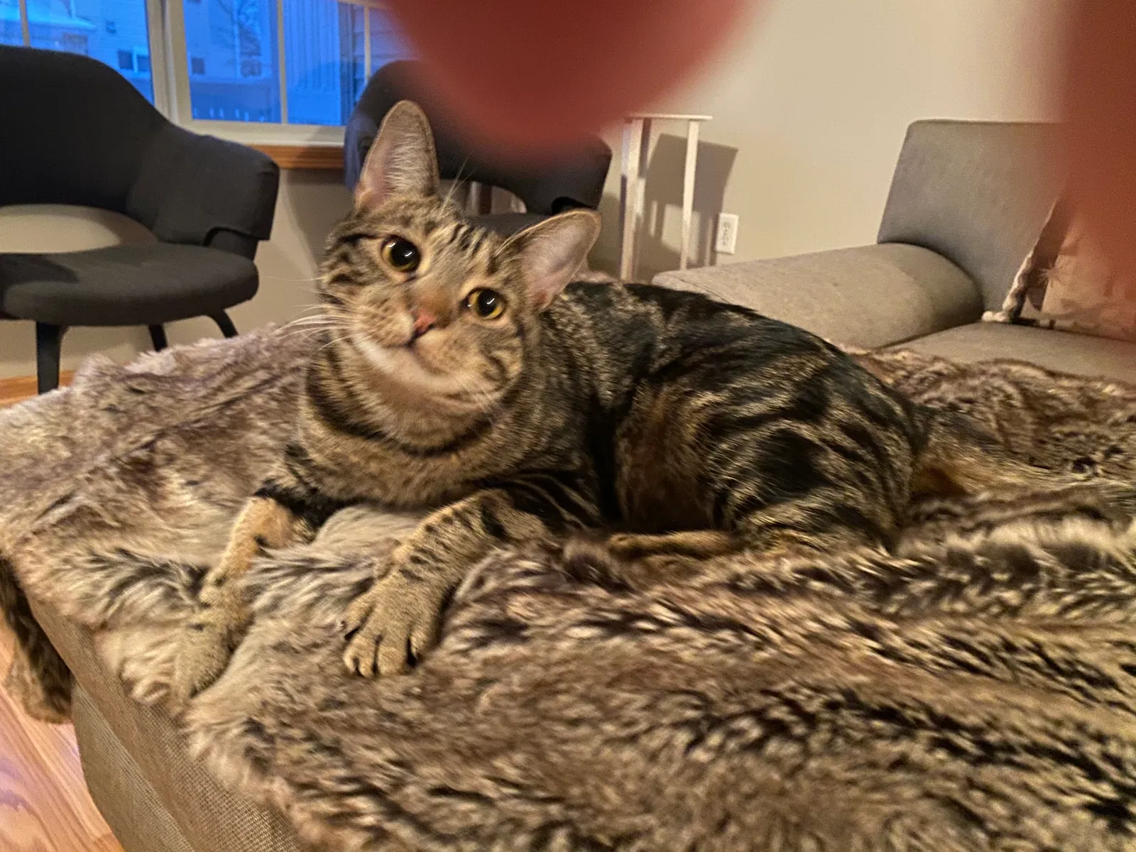 Lost cat in Inver Grove Heights, MN, 55076
