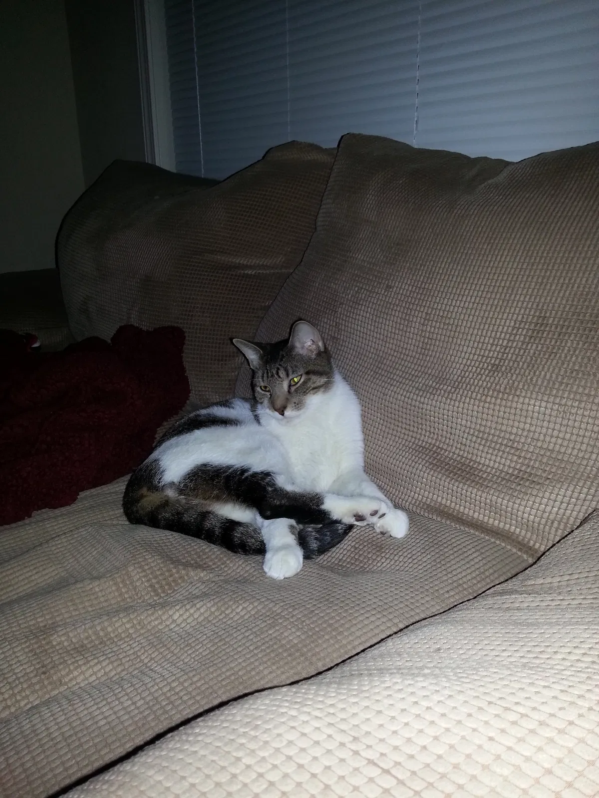 Lost cat in Des Moines, IA, 50320