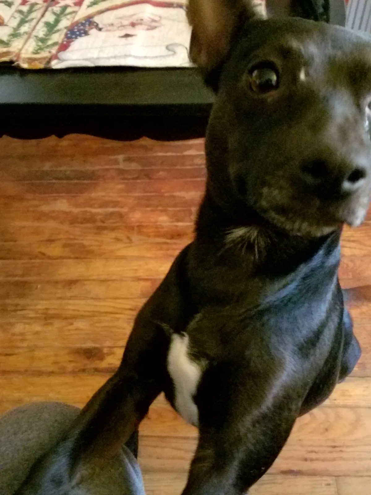 Lost dog in Conyers, GA, 30094