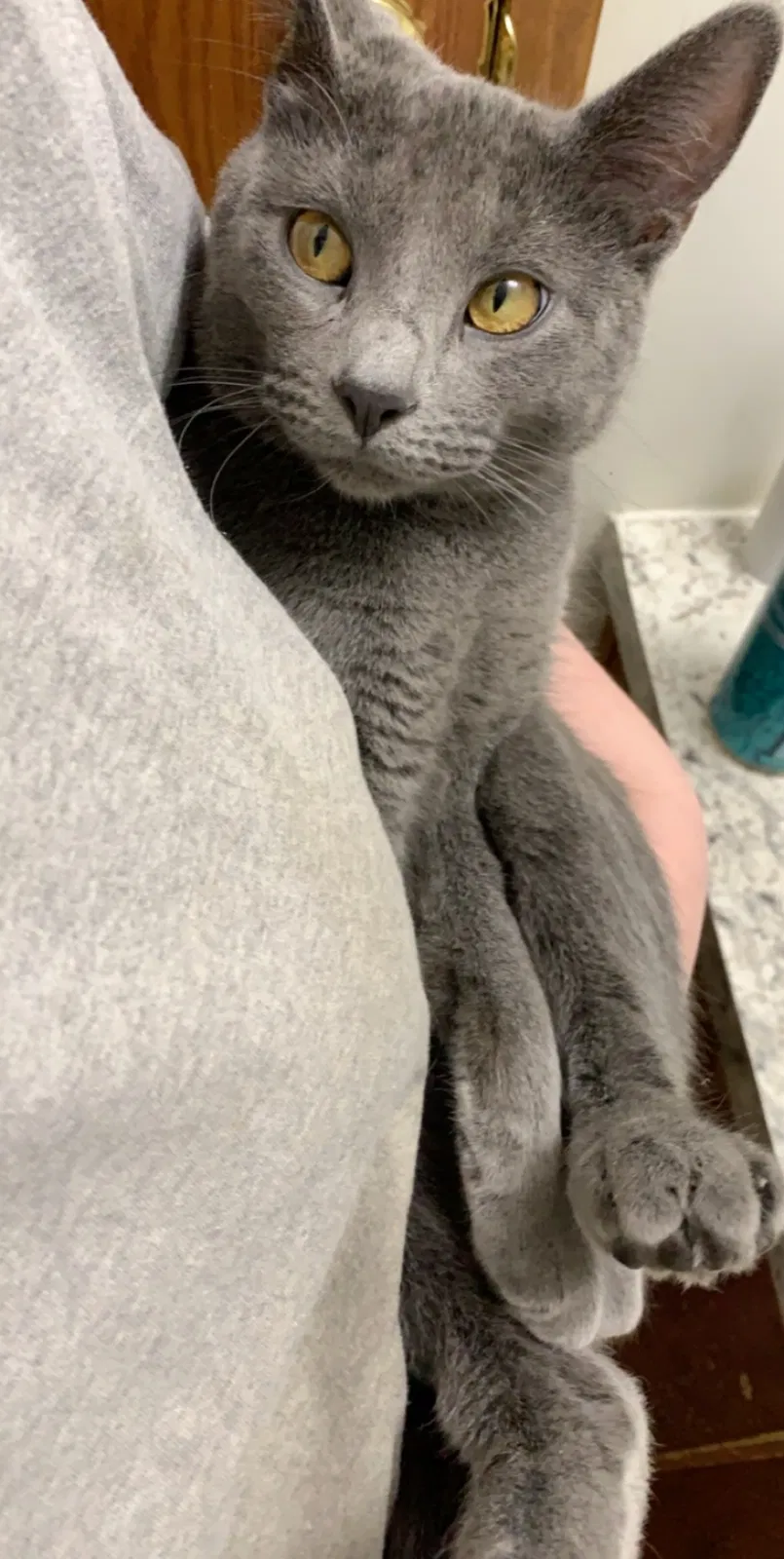 Lost cat in Wichita, KS, 67216