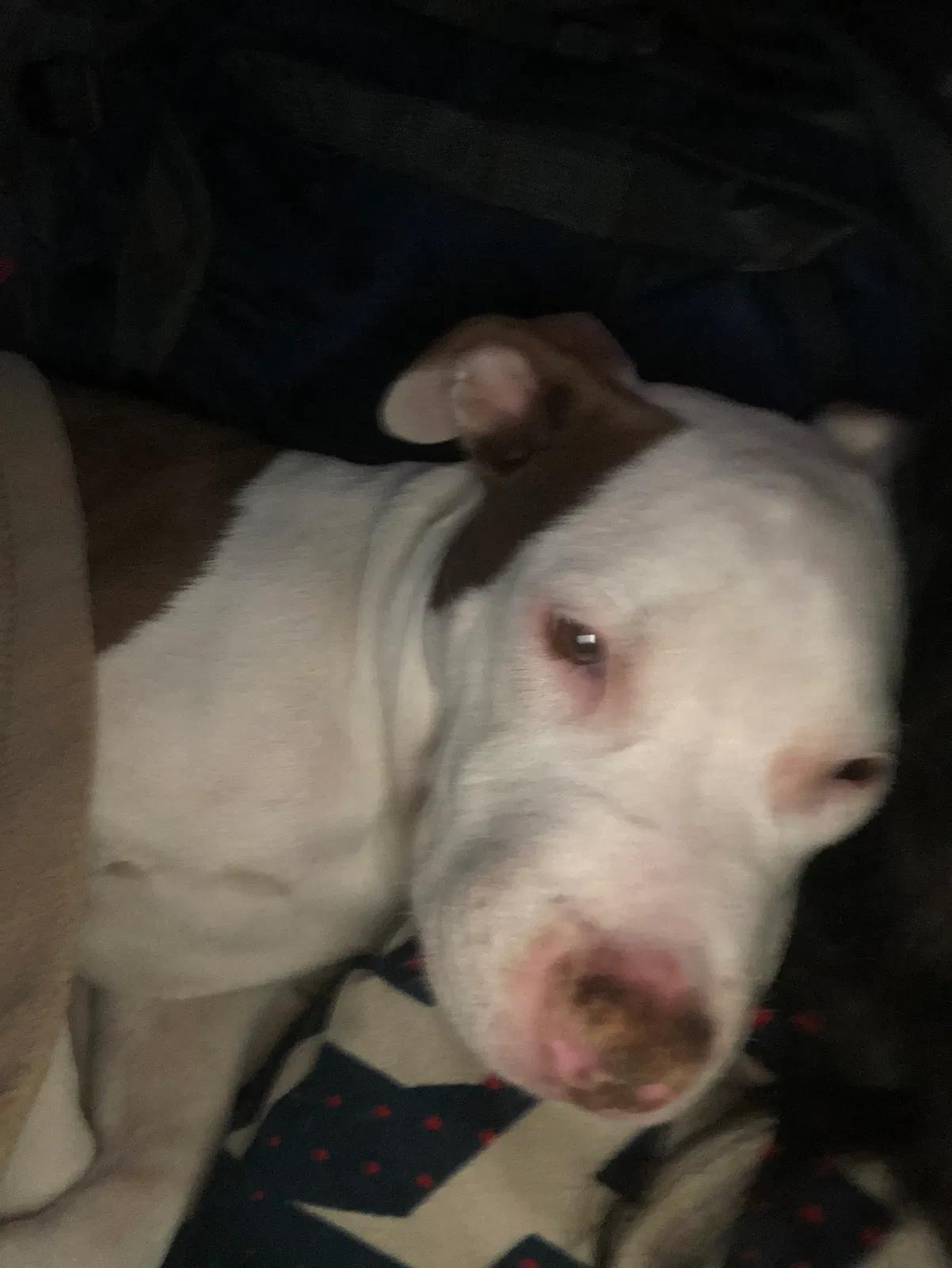 Lost dog in Lanham, MD, 20706