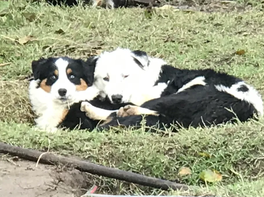 Lost dog in Stevinson, CA, 95374