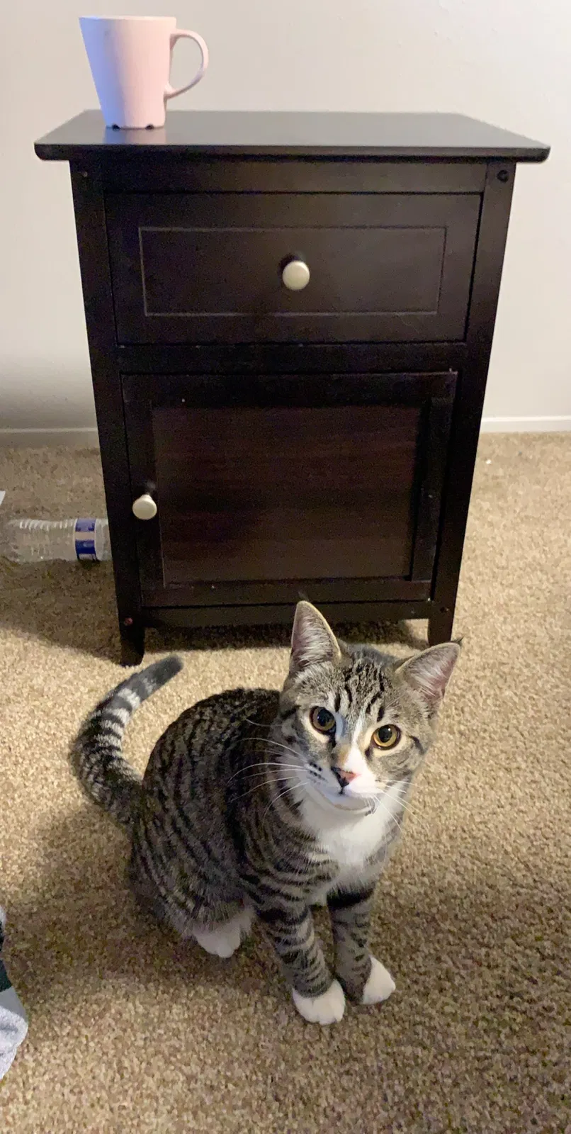 Lost cat in Lynnwood, WA, 98037