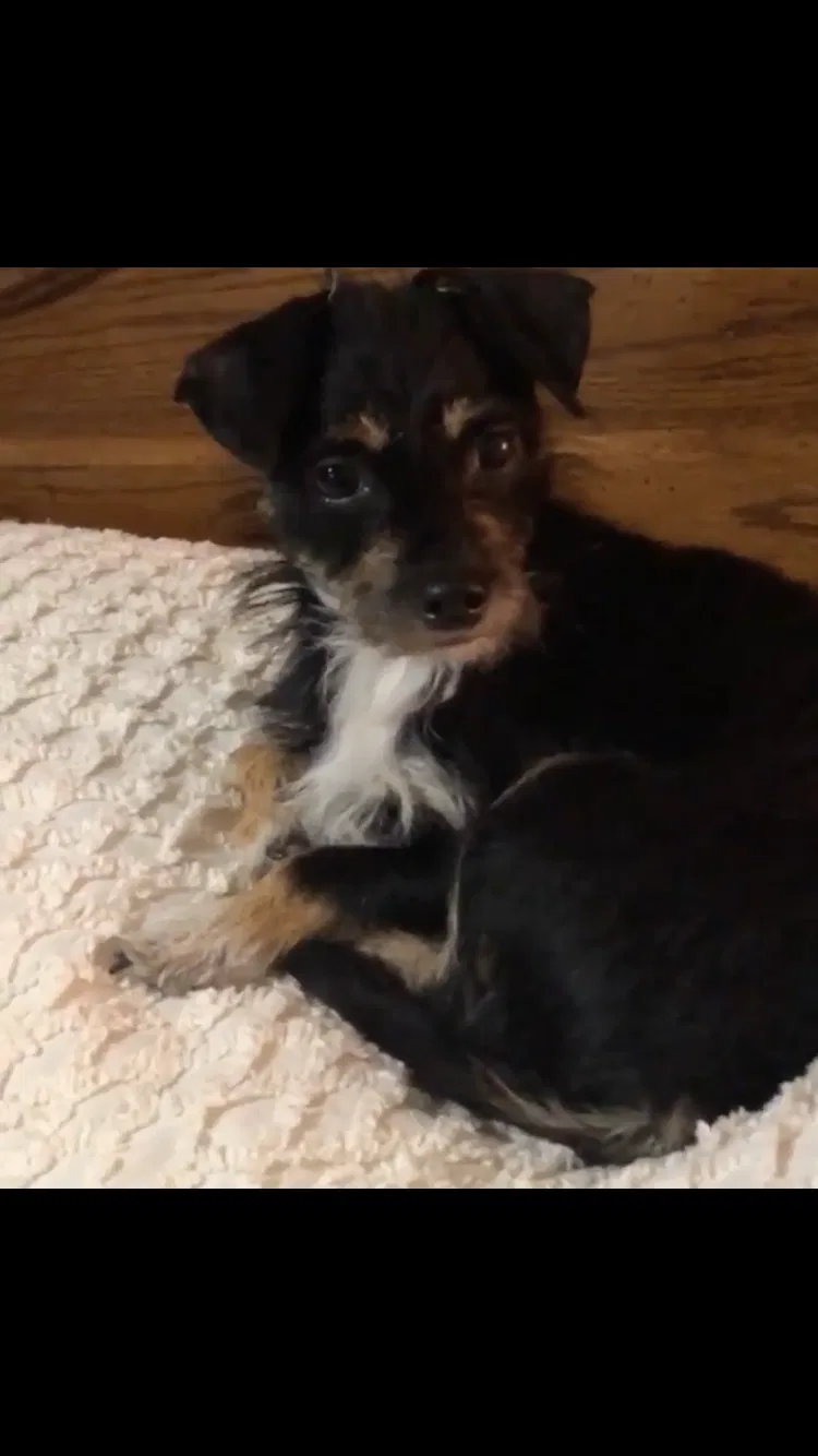 Lost dog in Euless, TX, 76040