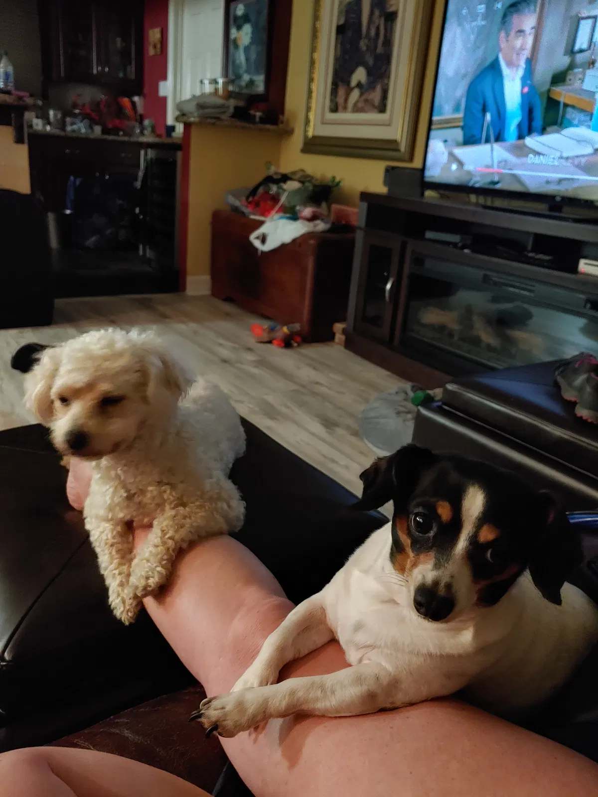 Lost dog in Houston, TX, 77008