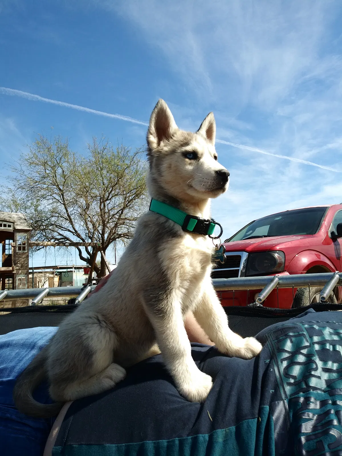 Lost dog in Tucson, AZ, 85756