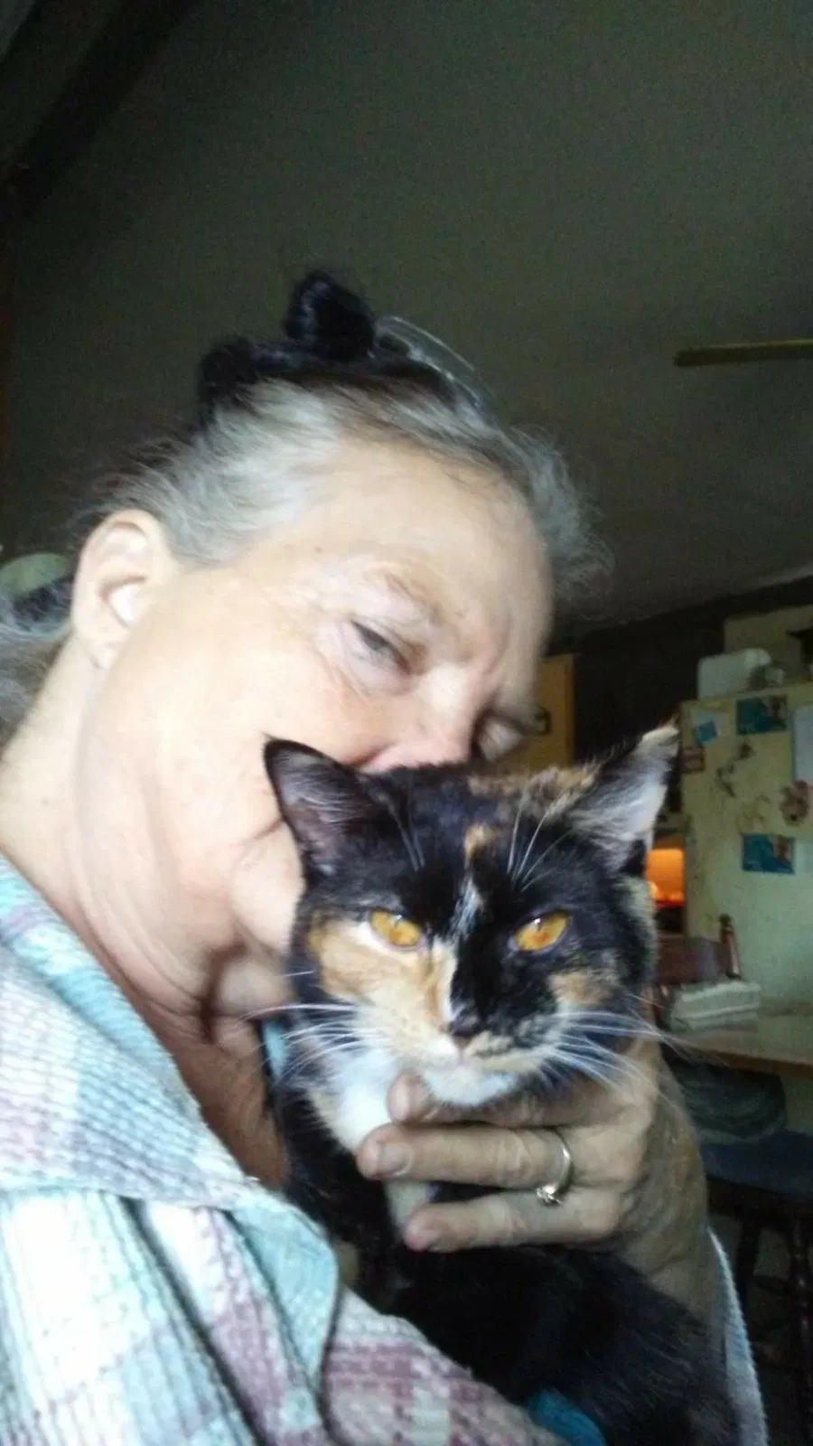 Lost cat in Newark, OH, 43055